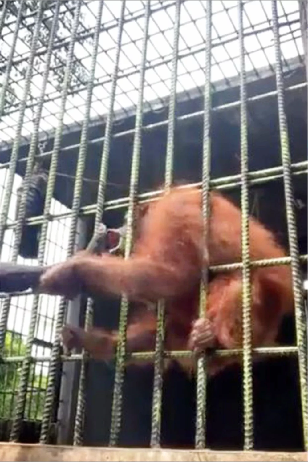 Tras la lucha el hombre logra escapar del orangután.